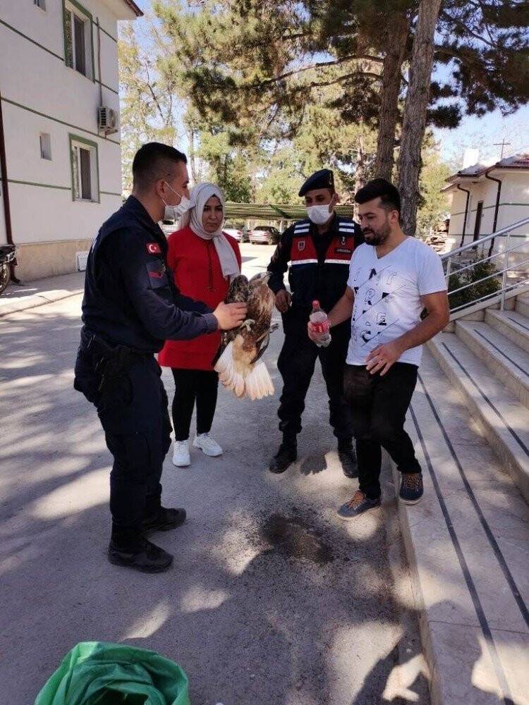 Yaralı şahine jandarma şefkati