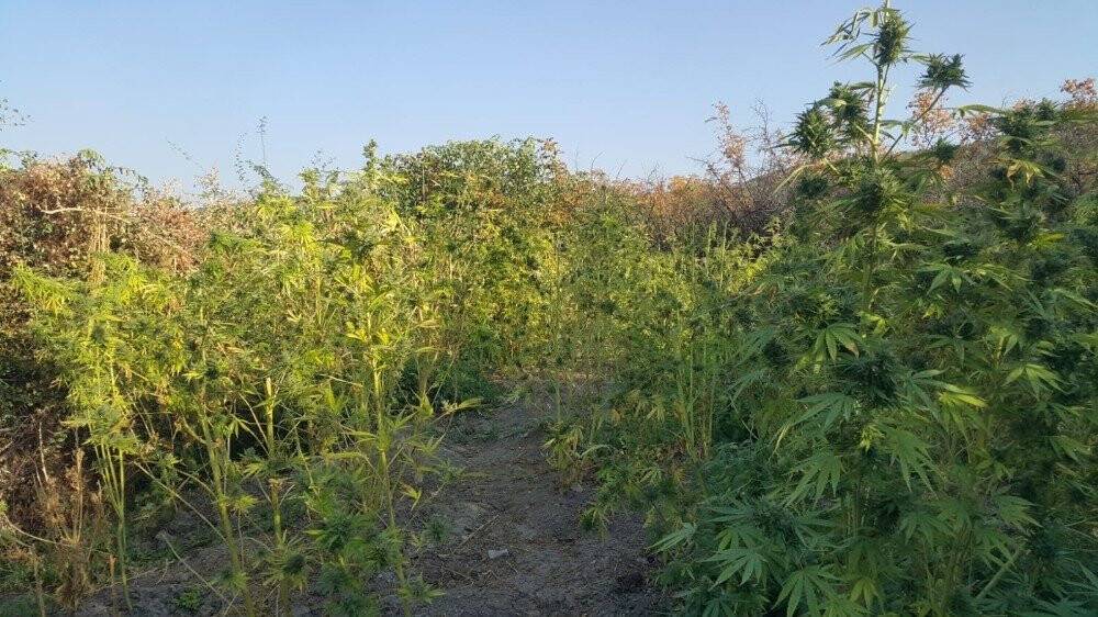 Diyarbakır’da 994 kilo esrar, 247 bin kök kenevir ele geçirildi