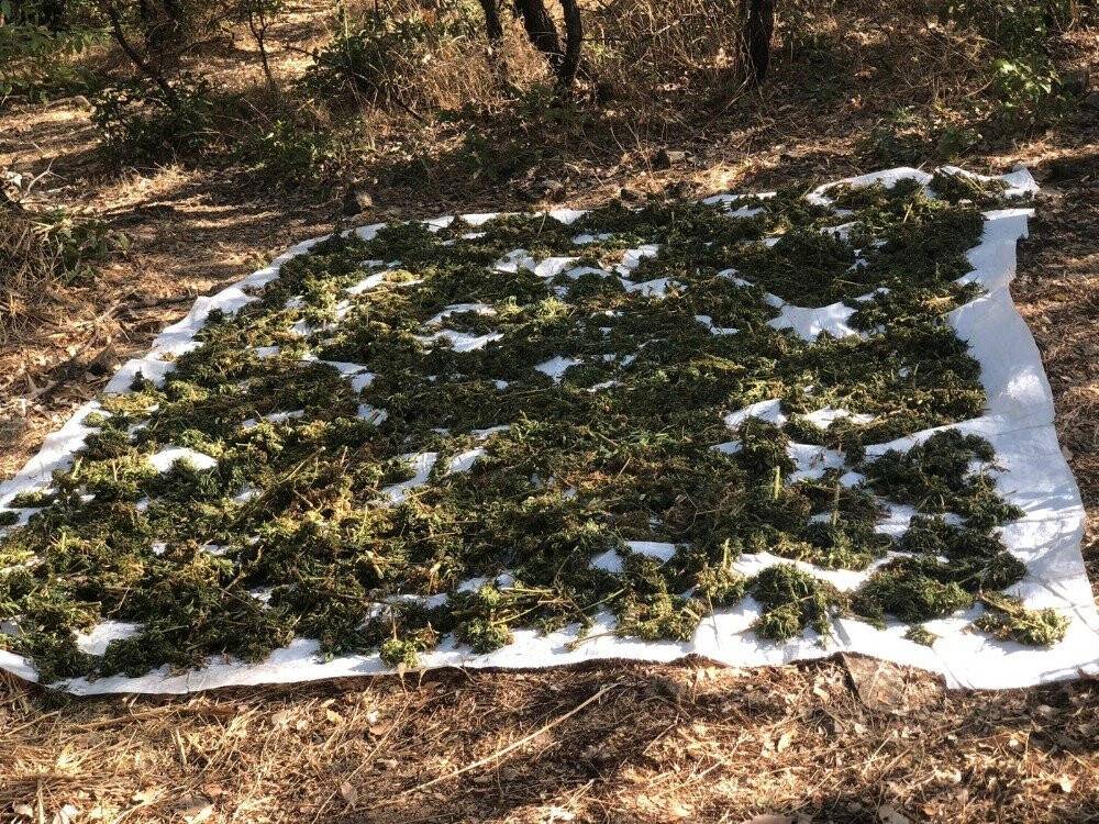 Diyarbakır’da 994 kilo esrar, 247 bin kök kenevir ele geçirildi
