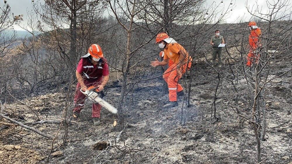Hatay’da yanan ormanlık alana fidan dikmeyin uyarısı