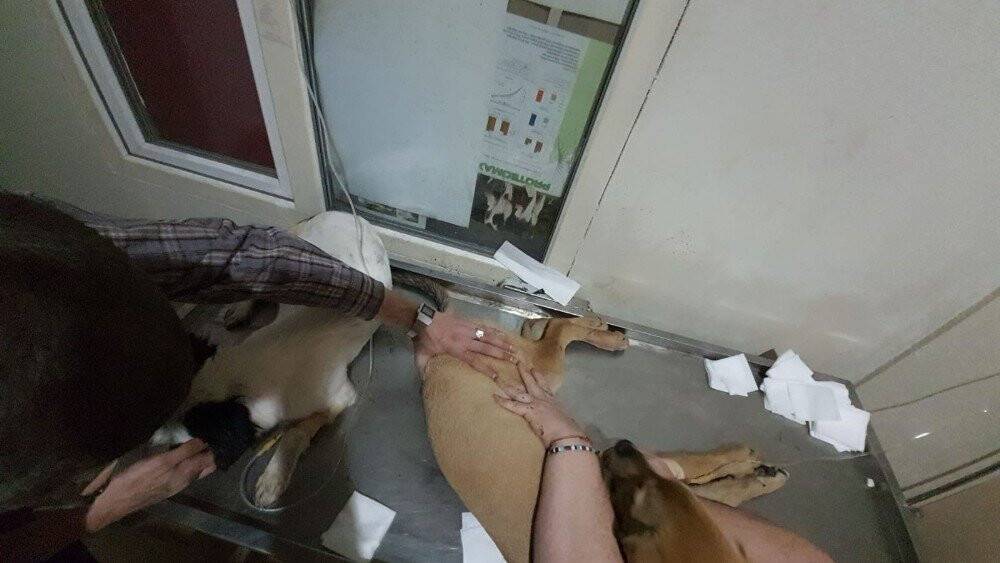 16 köpeği zehirleyerek öldürdüler...2 kişi gözaltında