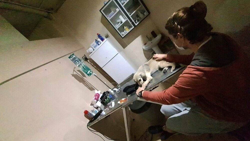 16 köpeği zehirleyerek öldürdüler...2 kişi gözaltında