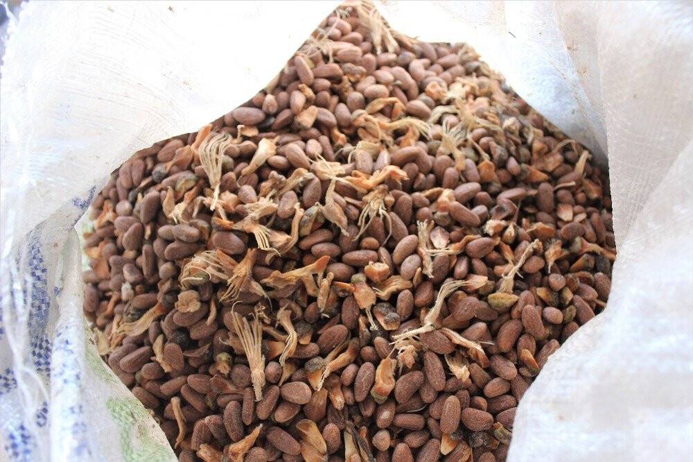 Kilosu tam 800 lira...Ölümü göze alıp fıstık gibi hasat