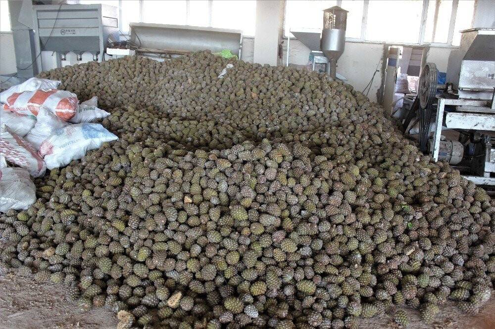 Kilosu tam 800 lira...Ölümü göze alıp fıstık gibi hasat