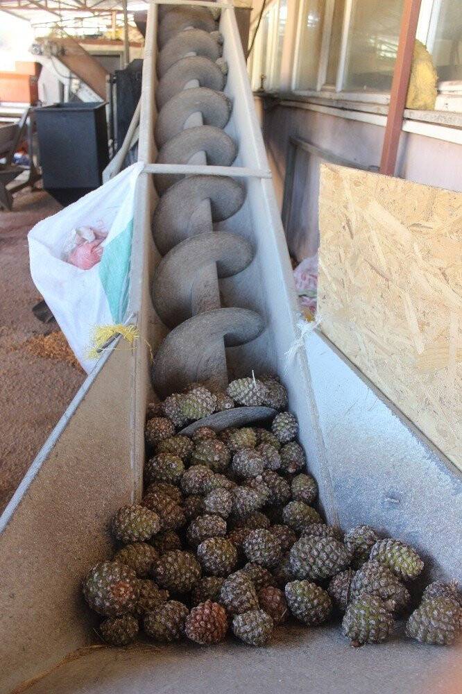 Kilosu tam 800 lira...Ölümü göze alıp fıstık gibi hasat