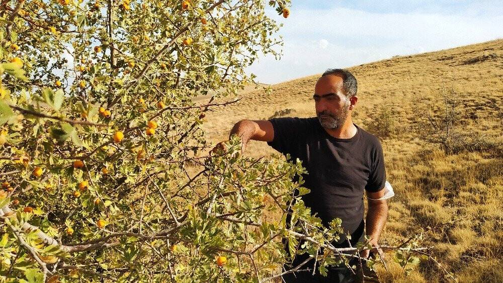 Yunak’ta alıç toplanmaya devam ediyor