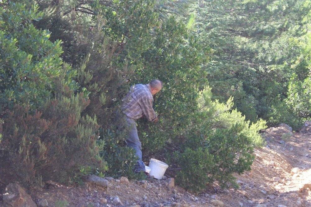 Bu ormana giren zengin oluyor