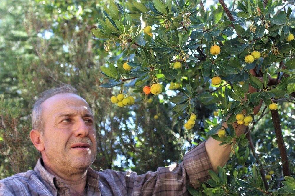 Bu ormana giren zengin oluyor