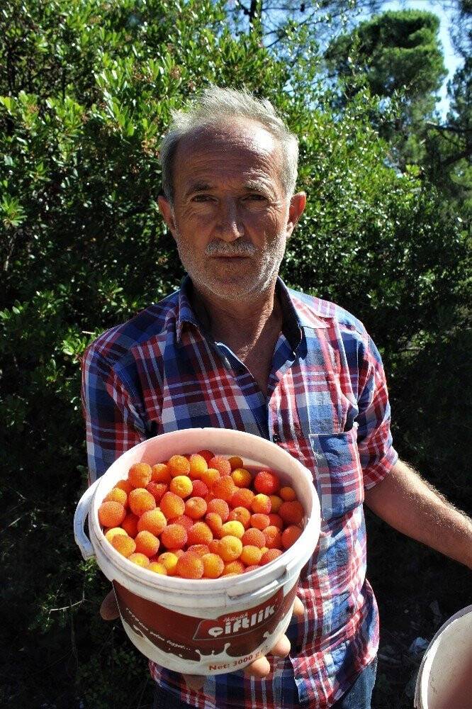 Bu ormana giren zengin oluyor