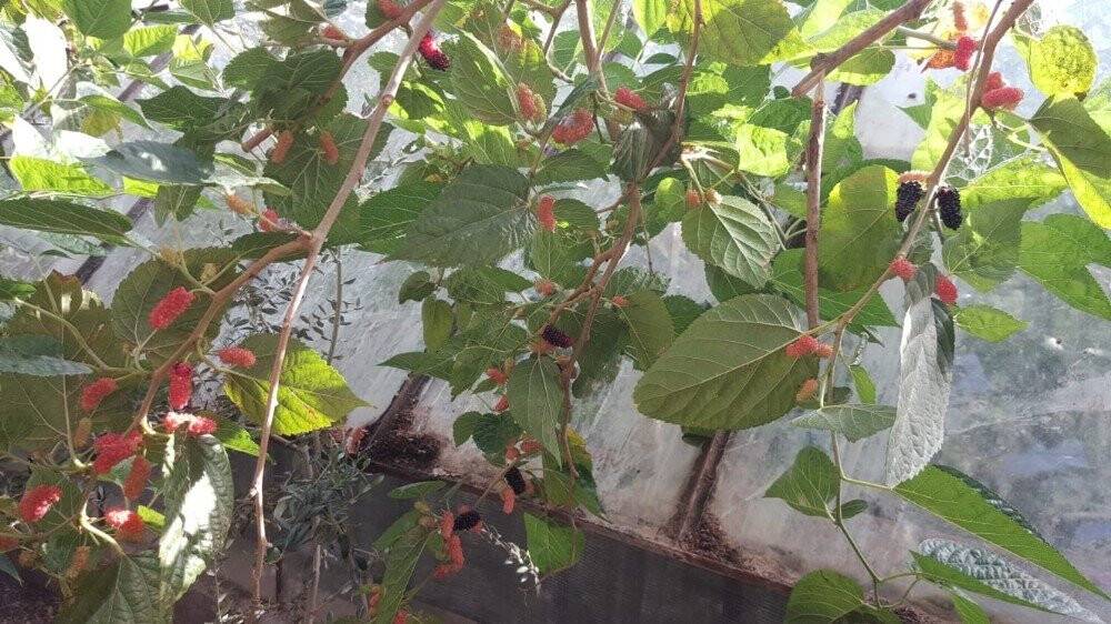 Ekim ayında meyve veren dut ağacı şaşkınlık oluşturdu