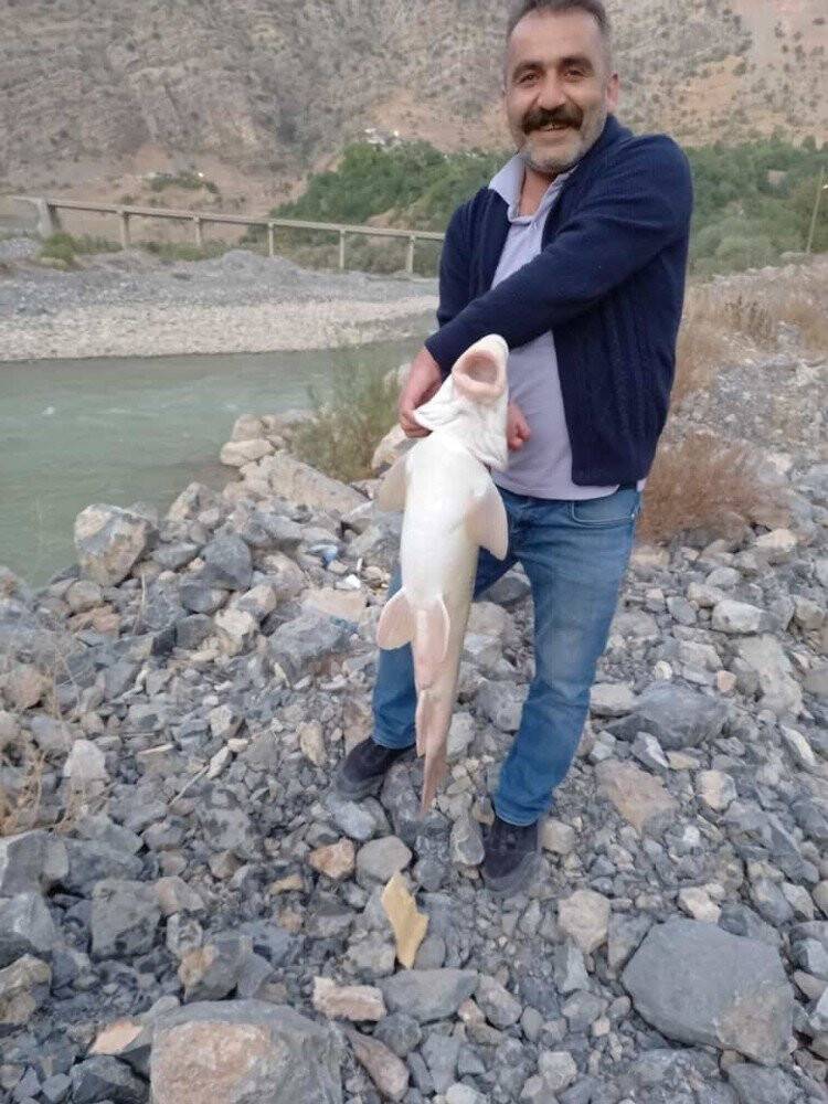 Nehirde yakalanan alabalık görenleri şaşırttı