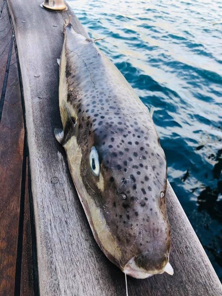Balıkçıların korkulu rüyası balon balığının boyu 1 metreye ulaştı