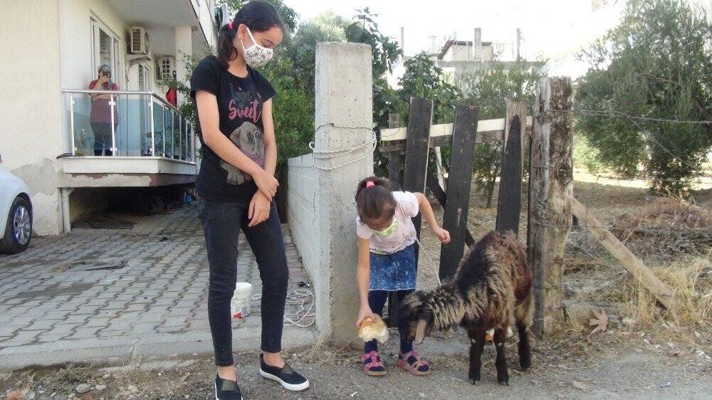 İki kız kardeş sokakta başıboş gezen keçiyi iple bağladıktan sonra polisi aradı