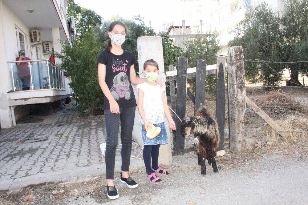 İki kız kardeş sokakta başıboş gezen keçiyi iple bağladıktan sonra polisi aradı