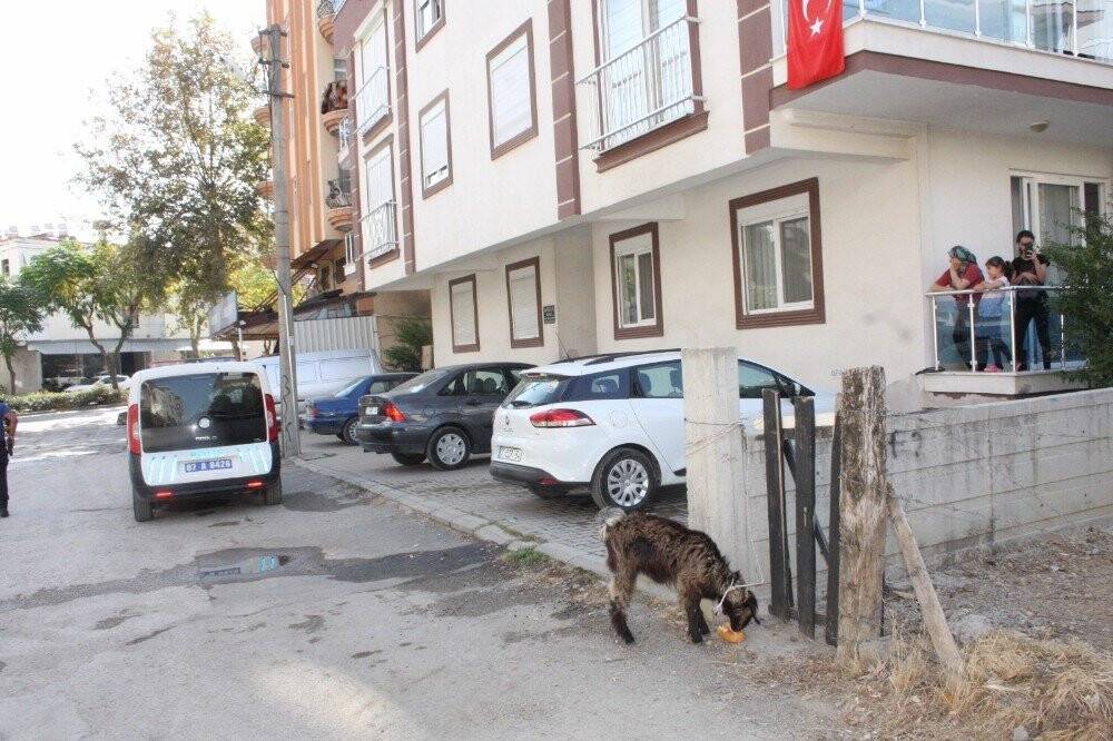 İki kız kardeş sokakta başıboş gezen keçiyi iple bağladıktan sonra polisi aradı