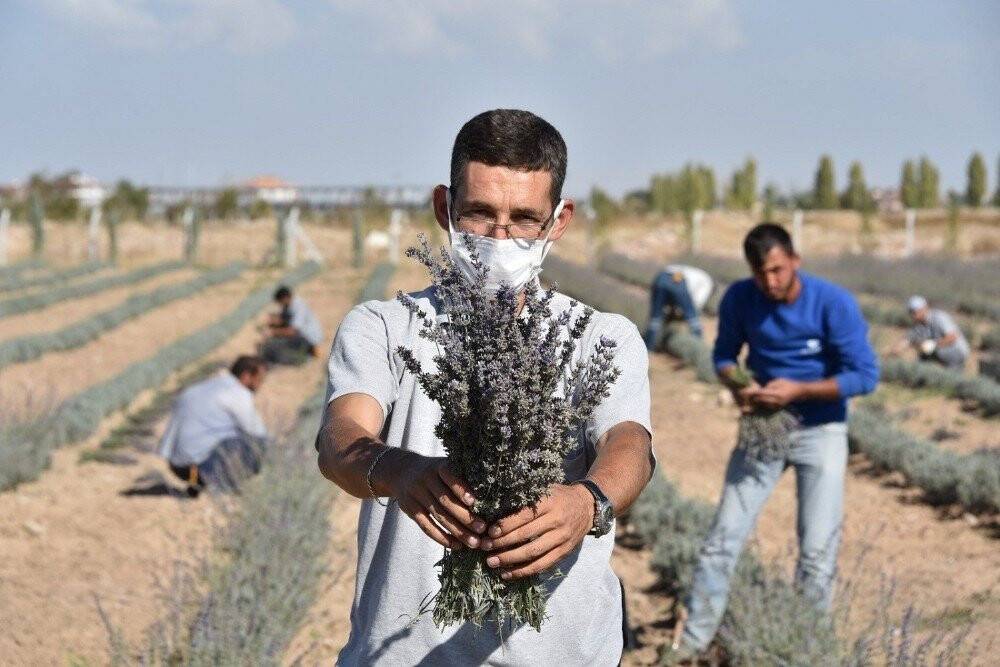Karatay’da lavantaların ikinci hasadı yapıldı
