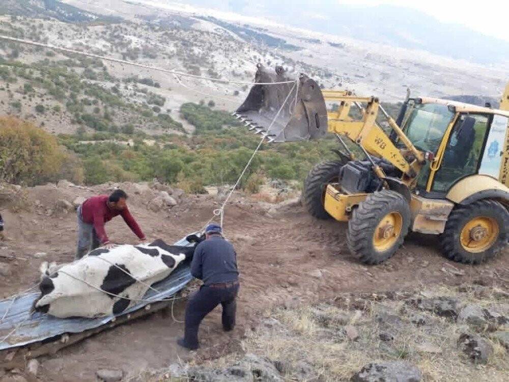 Konya'da uçuruma düşen gebe inek kurtarıldı