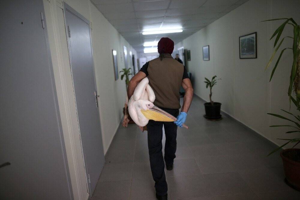 Bu nasıl vahşet... Vurulan yaralı pelikan tedavi altına alındı