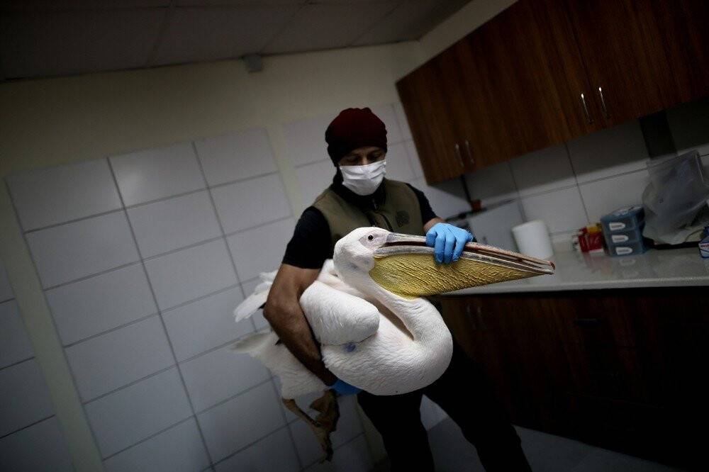 Bu nasıl vahşet... Vurulan yaralı pelikan tedavi altına alındı