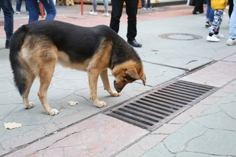 Bir an bile gözlerini ayırmıyordu, mazgal köpeğin sırrı çözüldü