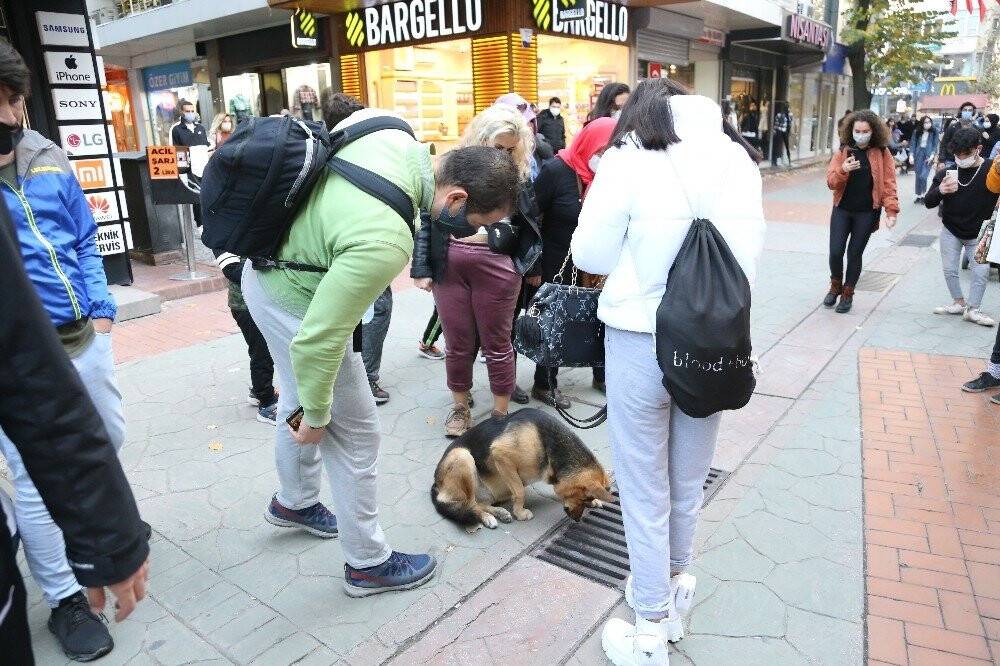 Bir an bile gözlerini ayırmıyordu, mazgal köpeğin sırrı çözüldü