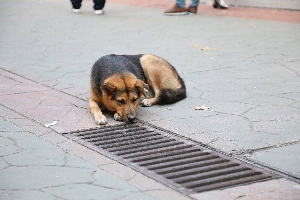 Bir an bile gözlerini ayırmıyordu, mazgal köpeğin sırrı çözüldü