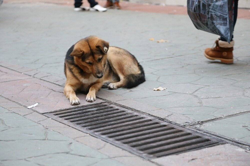Bir an bile gözlerini ayırmıyordu, mazgal köpeğin sırrı çözüldü