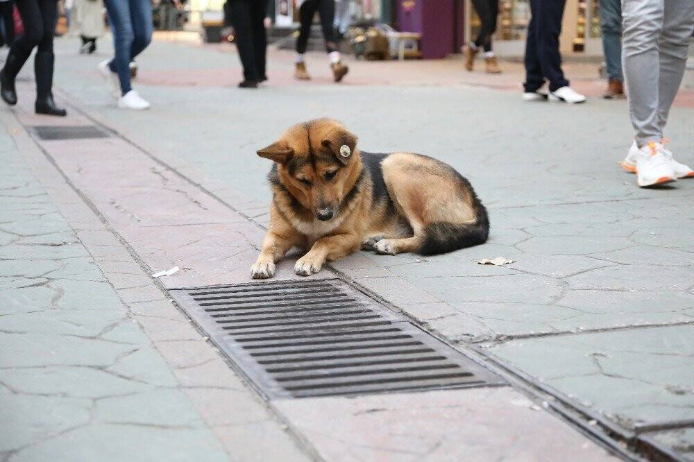 Bir an bile gözlerini ayırmıyordu, mazgal köpeğin sırrı çözüldü