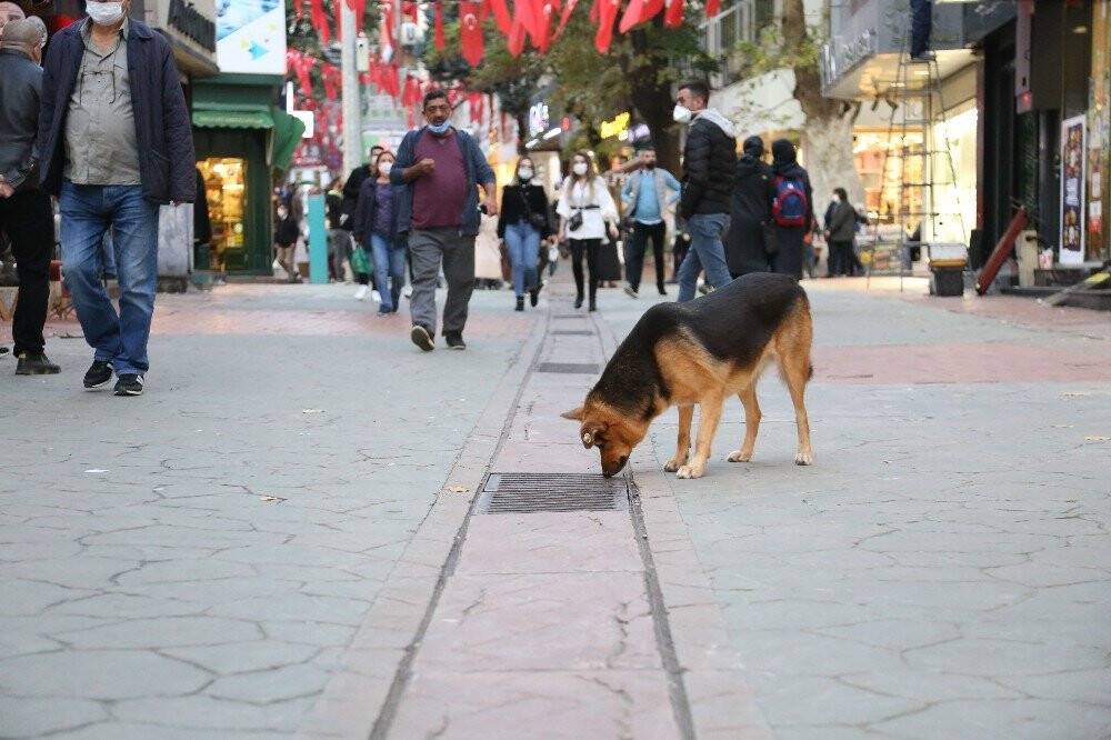 Bir an bile gözlerini ayırmıyordu, mazgal köpeğin sırrı çözüldü