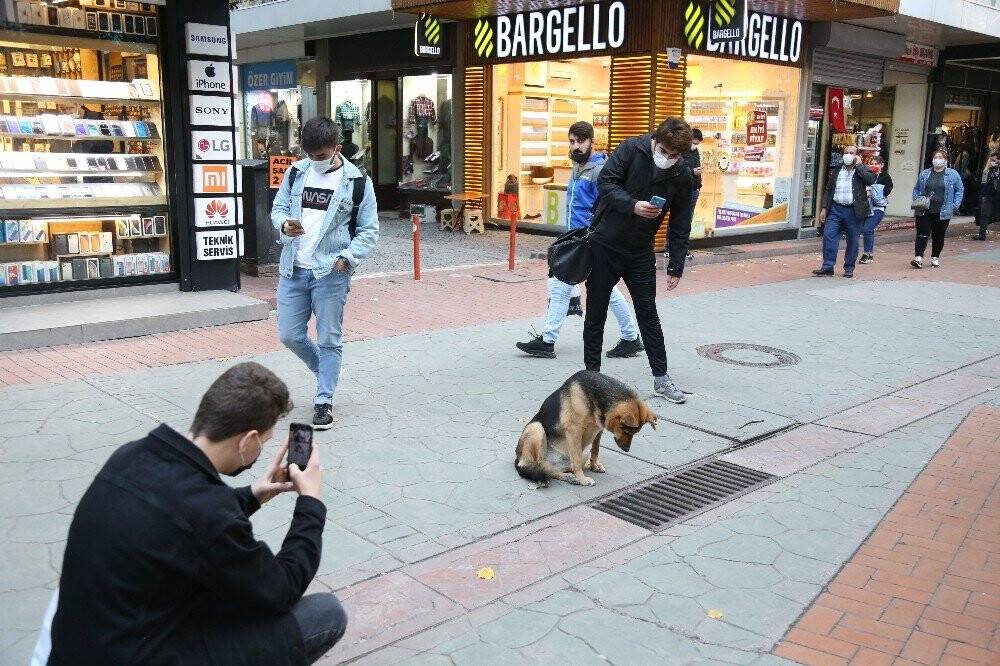 Bir an bile gözlerini ayırmıyordu, mazgal köpeğin sırrı çözüldü