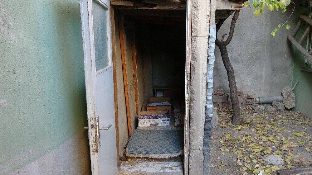 Hayvan sever kadın bu evde ki 60 kediye gözü gibi bakıyor