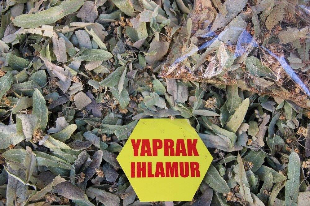 Ihlamur fiyatları altınla yarışıyor!