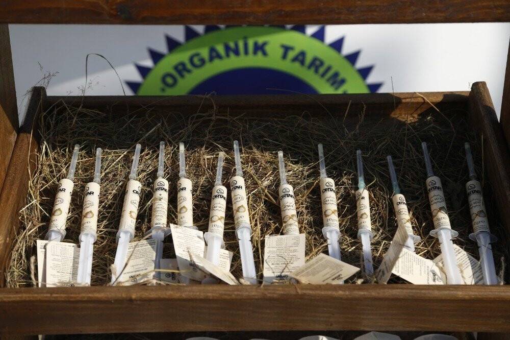 Kadın çiftçilerin arı sütü başarısı