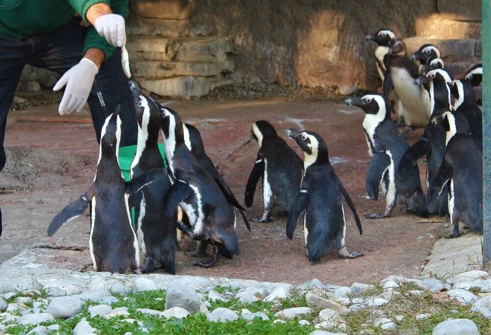 Sevimli penguenler yemek saatini böyle bekliyor