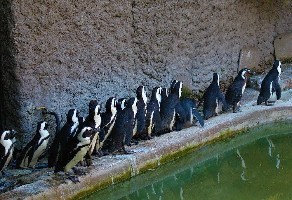 Sevimli penguenler yemek saatini böyle bekliyor