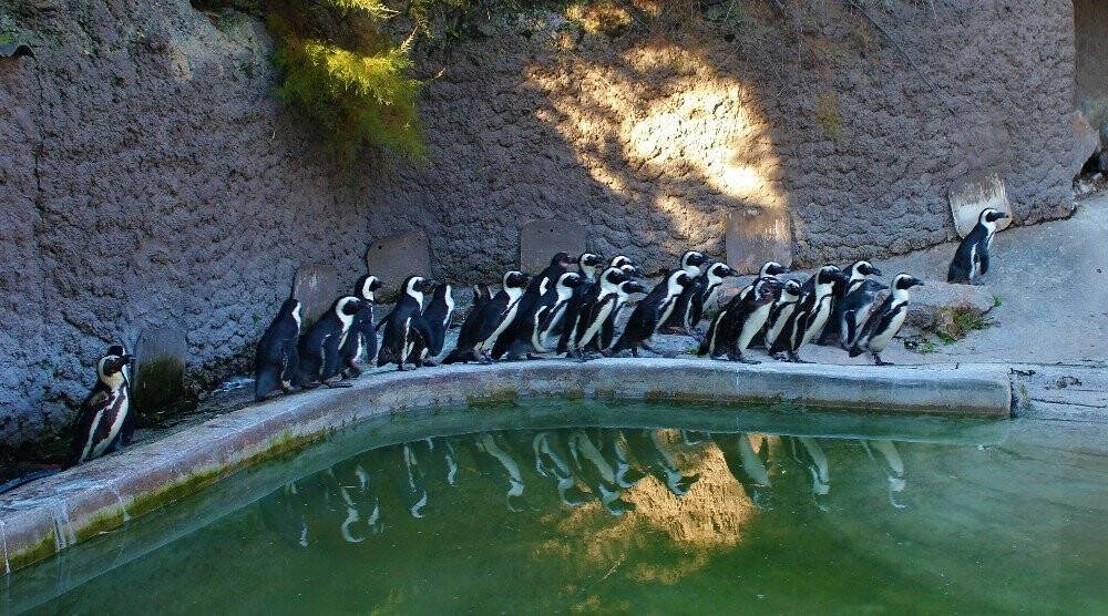 Sevimli penguenler yemek saatini böyle bekliyor