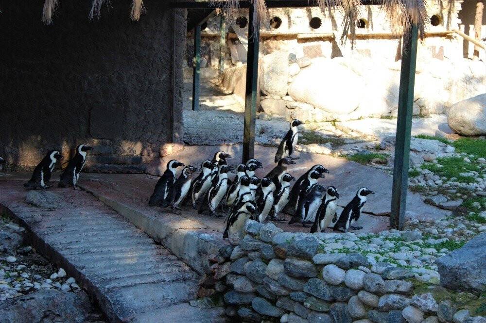 Sevimli penguenler yemek saatini böyle bekliyor