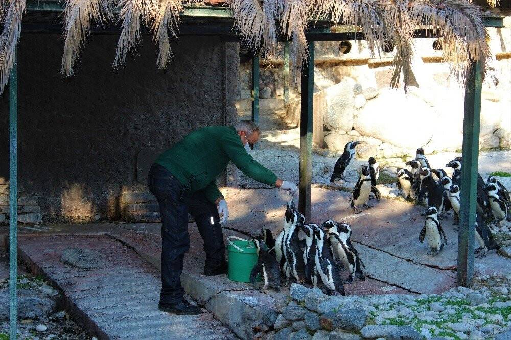 Sevimli penguenler yemek saatini böyle bekliyor