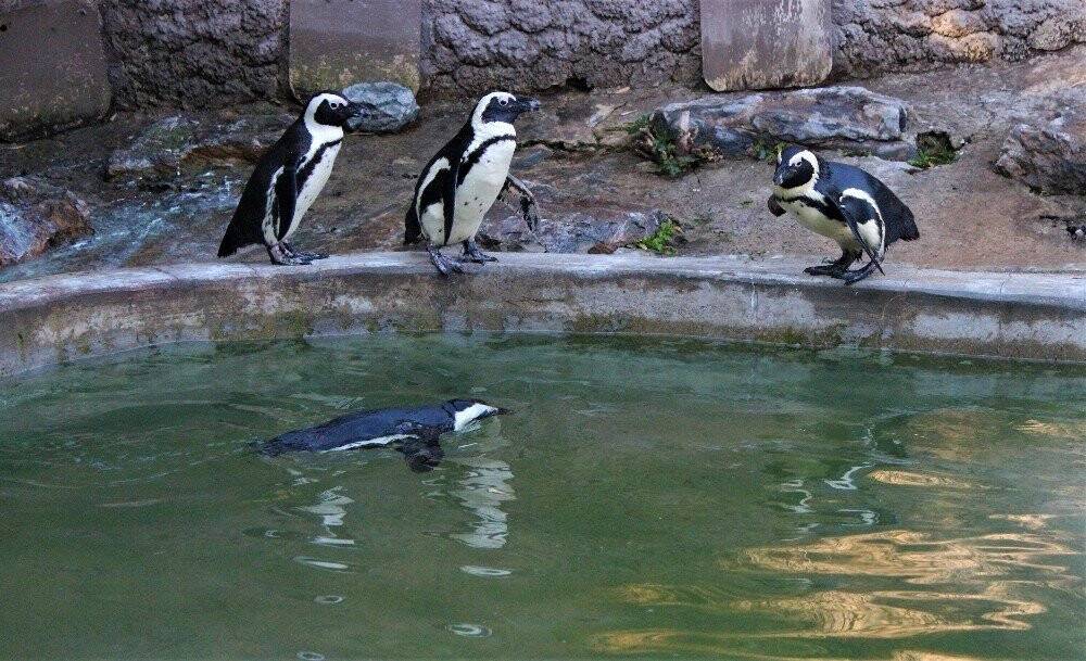 Sevimli penguenler yemek saatini böyle bekliyor