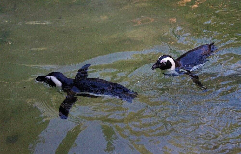 Sevimli penguenler yemek saatini böyle bekliyor