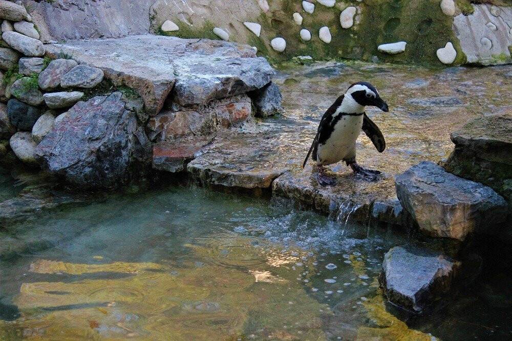 Sevimli penguenler yemek saatini böyle bekliyor