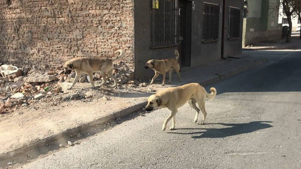 Konya’da sokak ve caddeler sokak hayvanlarına ve kuşlara kaldı