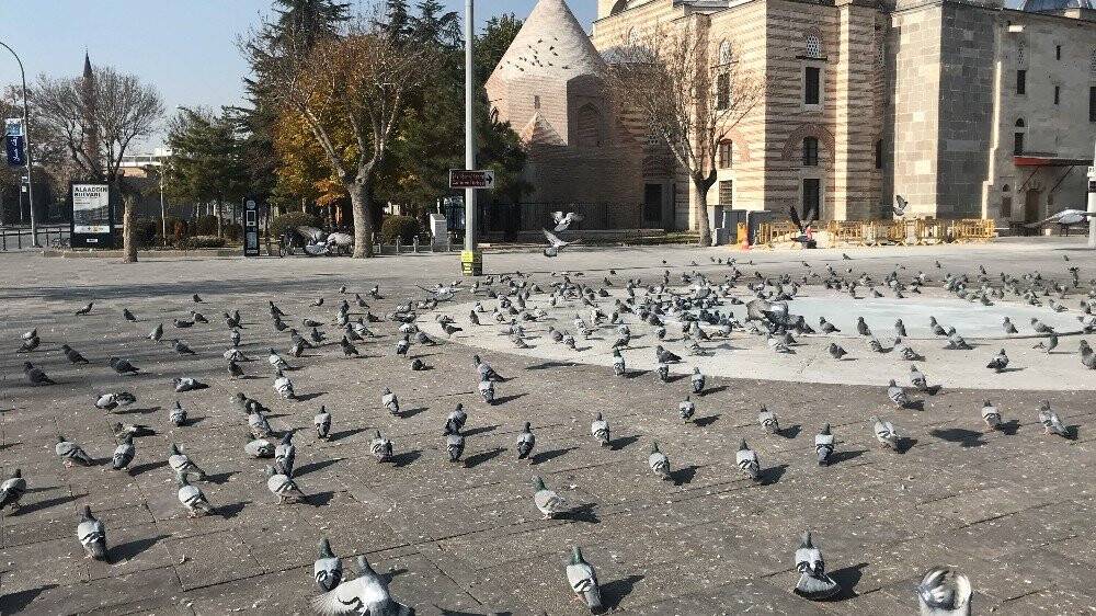 Konya’da sokak ve caddeler sokak hayvanlarına ve kuşlara kaldı
