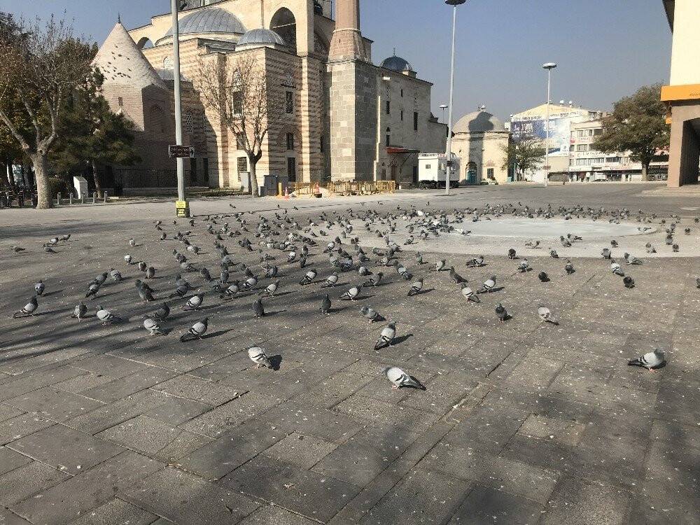 Konya’da sokak ve caddeler sokak hayvanlarına ve kuşlara kaldı