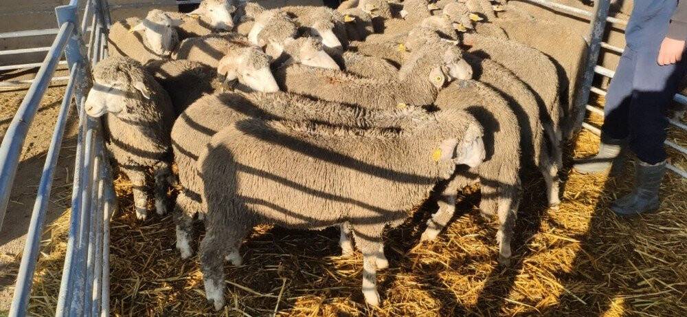 Damızlık koçlar üreticilere dağıtıldı