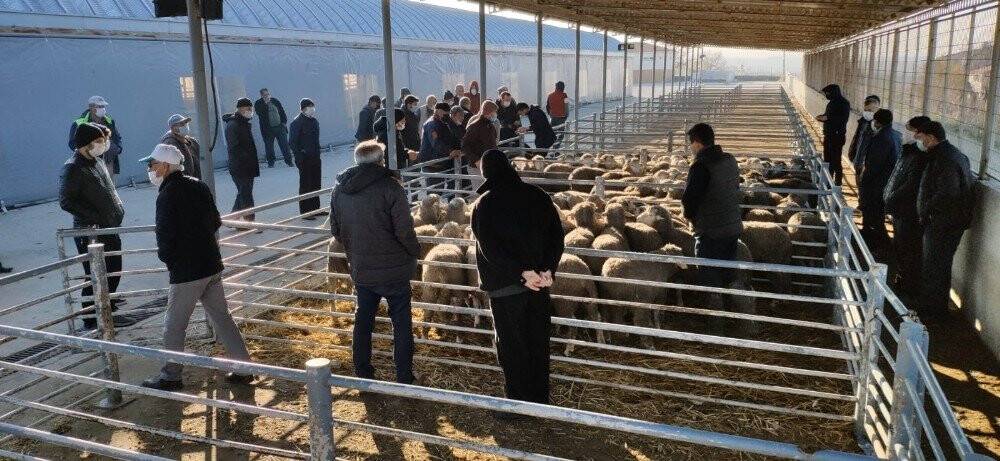 Damızlık koçlar üreticilere dağıtıldı