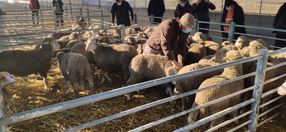 Damızlık koçlar üreticilere dağıtıldı