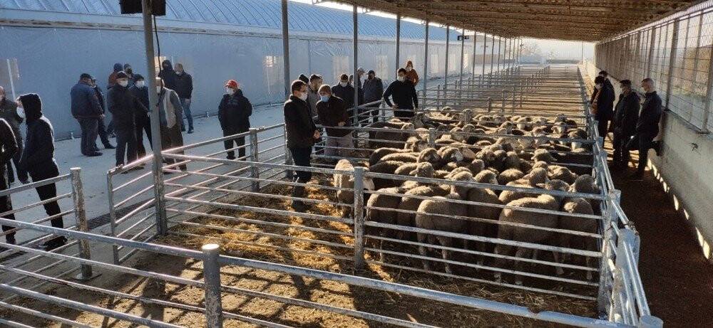 Damızlık koçlar üreticilere dağıtıldı