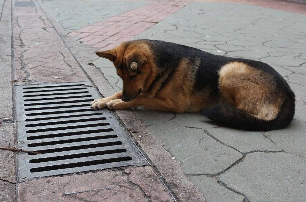 Mazgal köpek caddenin demirbaşı oldu