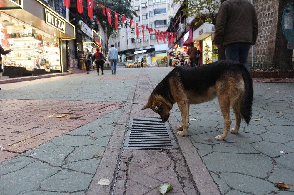 Mazgal köpek caddenin demirbaşı oldu